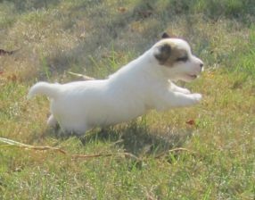 Les chiots 2016
