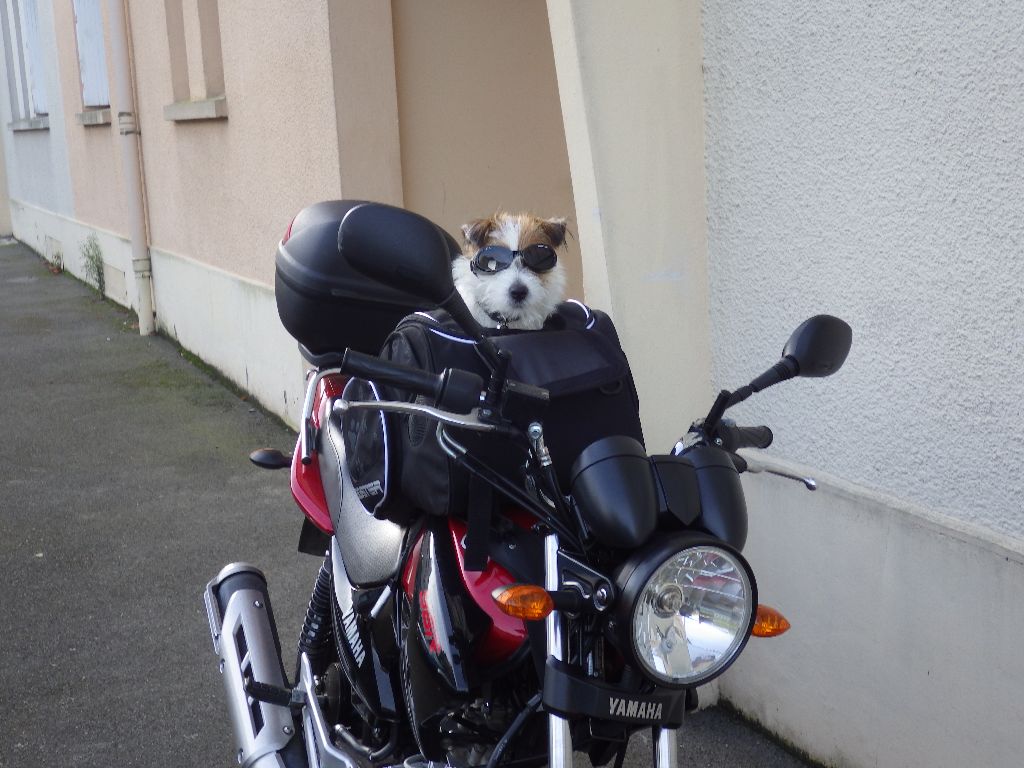 Mayleye