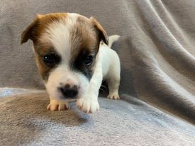 Ismo Lindo - Chiots disponibles - Jack Russell Terrier