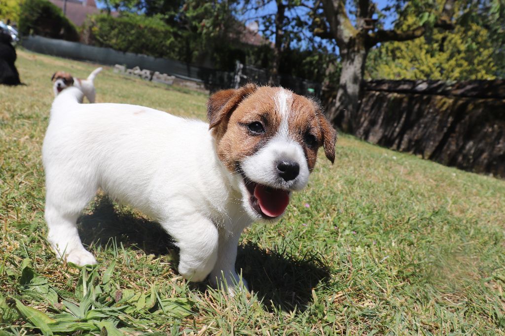 Ismo Lindo - Chiots disponibles - Jack Russell Terrier