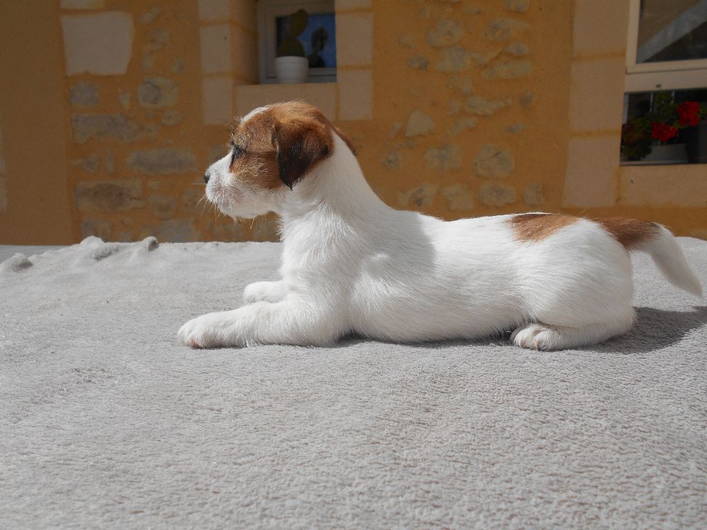 Ismo Lindo - Chiots disponibles - Jack Russell Terrier