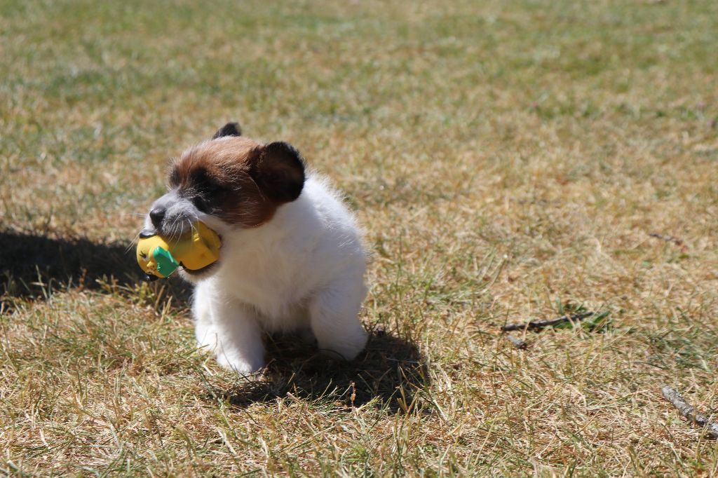 Ismo Lindo - Chiots disponibles - Jack Russell Terrier