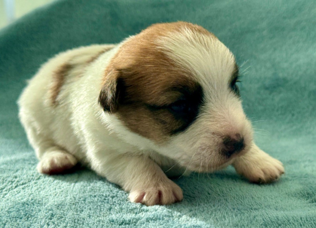 Ismo Lindo - Chiots disponibles - Jack Russell Terrier