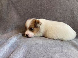 Ismo Lindo - Chiots disponibles - Jack Russell Terrier