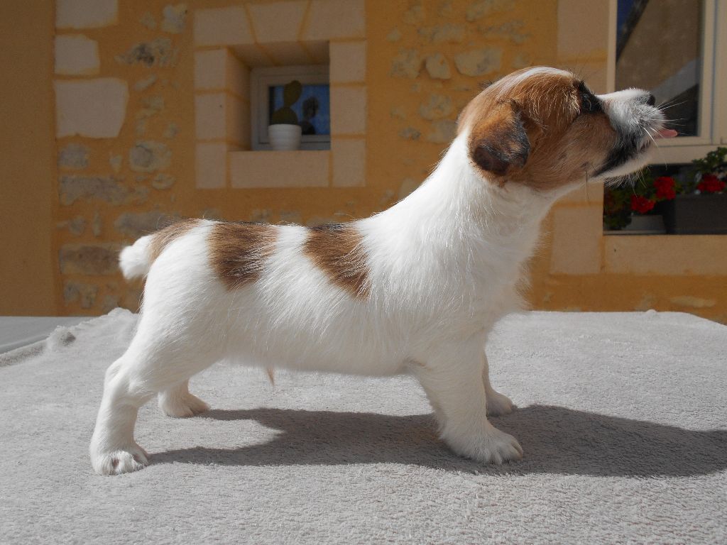 Ismo Lindo - Chiots disponibles - Jack Russell Terrier